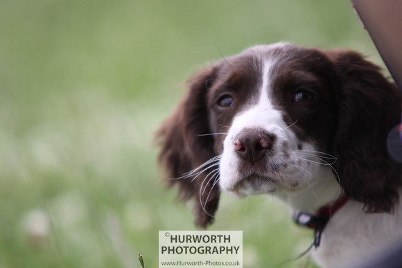 Raby Castle Game Fair 023