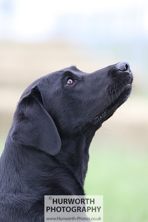 Raby Castle Game Fair 024