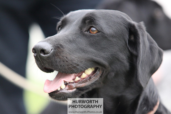 Raby Castle Game Fair 025