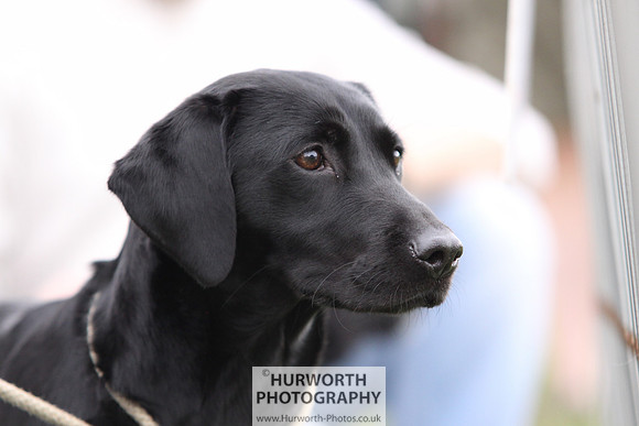 Raby Castle Game Fair 026