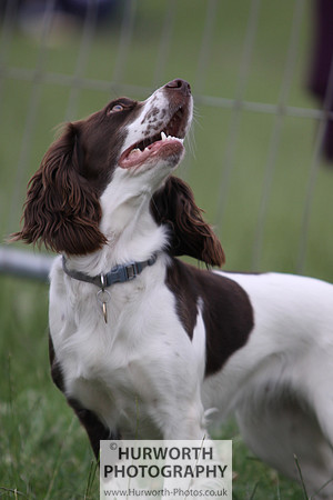 Raby Castle Game Fair 028