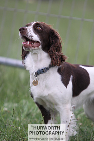 Raby Castle Game Fair 029