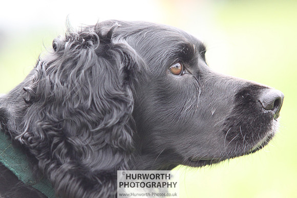 Raby Castle Game Fair 033
