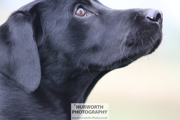 Raby Castle Game Fair 036