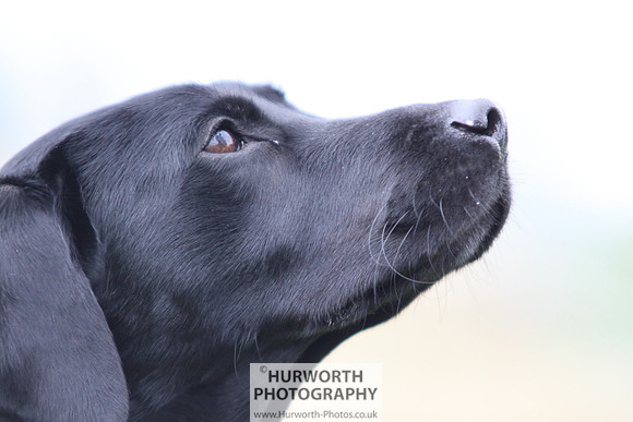 Raby Castle Game Fair 037