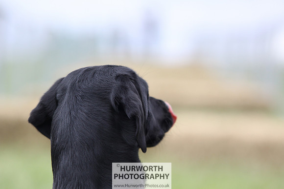 Raby Castle Game Fair 038