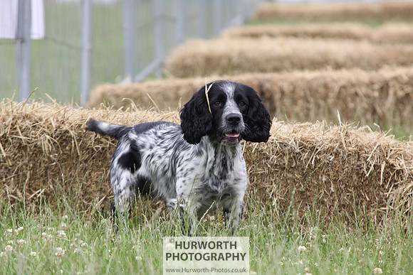 Raby Castle Game Fair 039