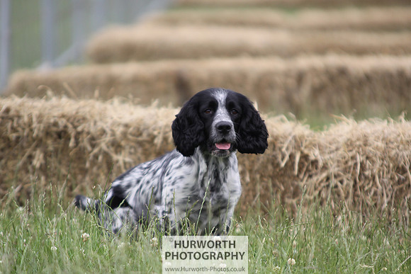 Raby Castle Game Fair 040