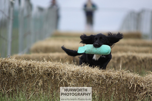 Raby Castle Game Fair 041