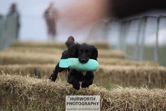 Raby Castle Game Fair 042