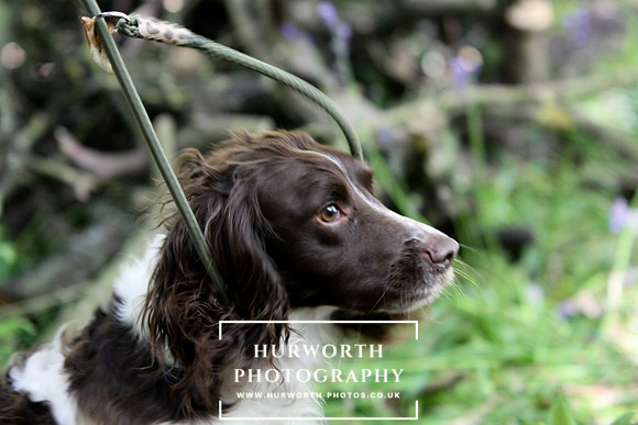 Yorkshire Game Fair 022