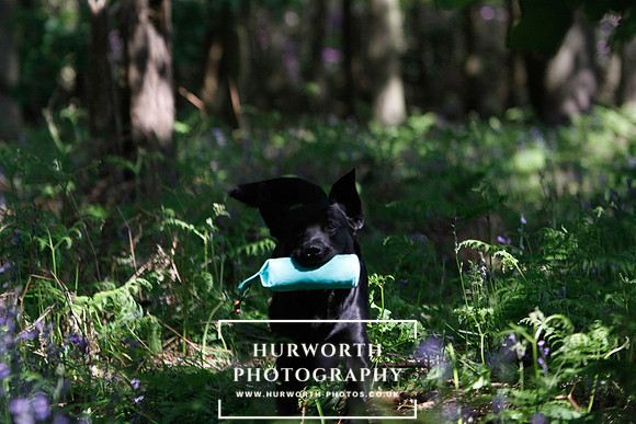 Yorkshire Game Fair 006