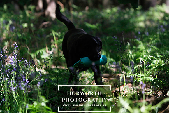 Yorkshire Game Fair 009
