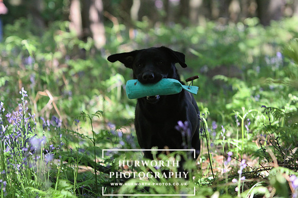 Yorkshire Game Fair 010