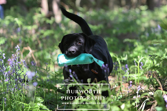 Yorkshire Game Fair 011
