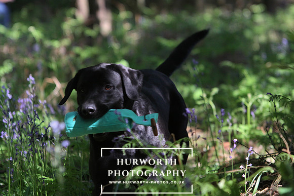 Yorkshire Game Fair 012