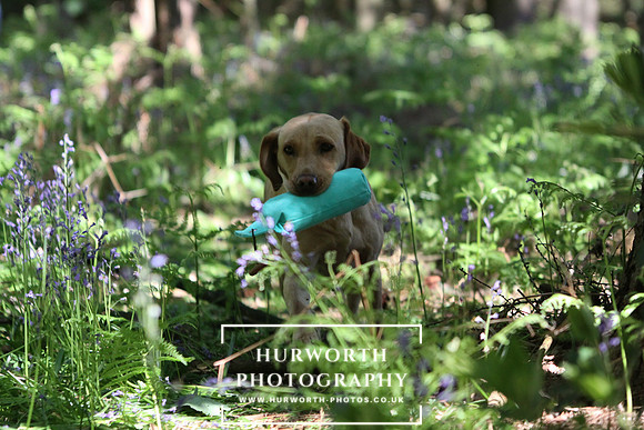 Yorkshire Game Fair 013