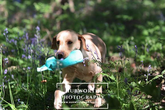 Yorkshire Game Fair 014