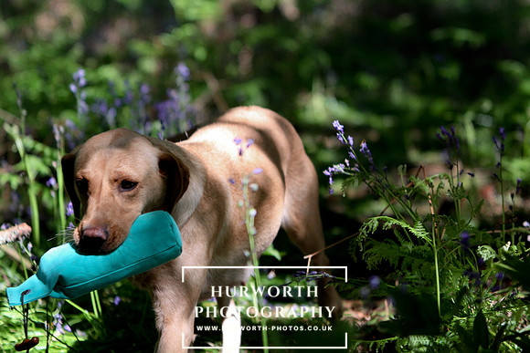 Yorkshire Game Fair 015