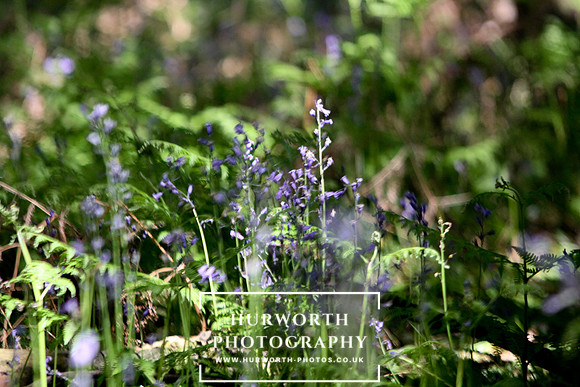 Yorkshire Game Fair 016