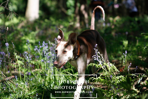 Yorkshire Game Fair 017