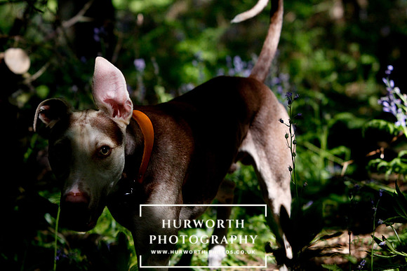 Yorkshire Game Fair 018