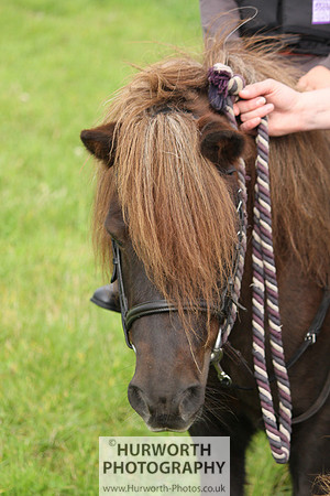 Hurworth HedgeHop 017