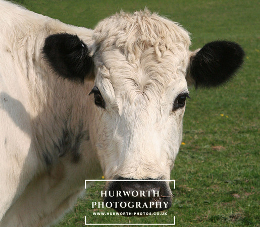 Hurworth 004