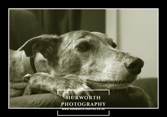Greyhound protrait