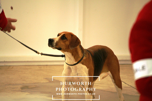 Hurworth Ruby - Champion Brood Bitch, Harrogate 2010