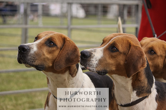 Festival of Hunting-2