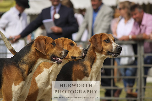 Festival of Hunting-6