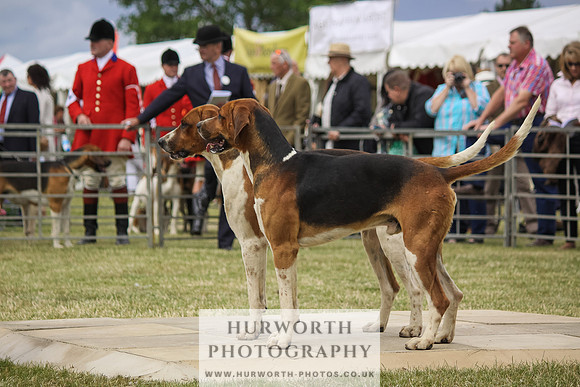 Festival of Hunting-26