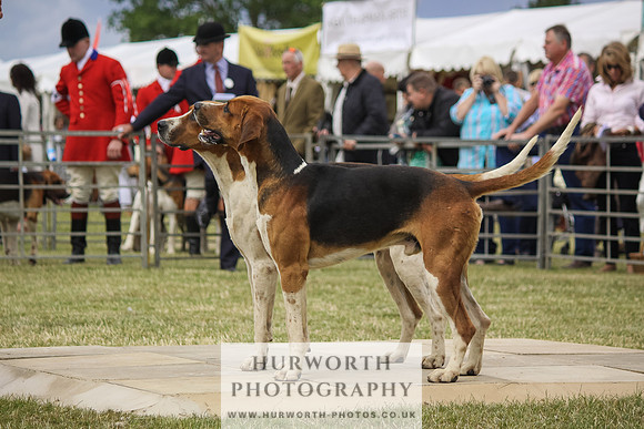 Festival of Hunting-27