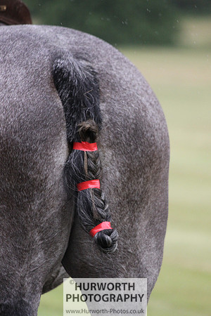 Toulston Polo 072