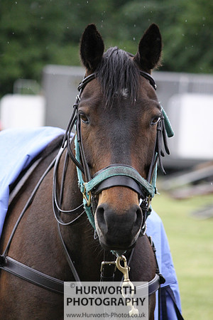 Toulston Polo 163