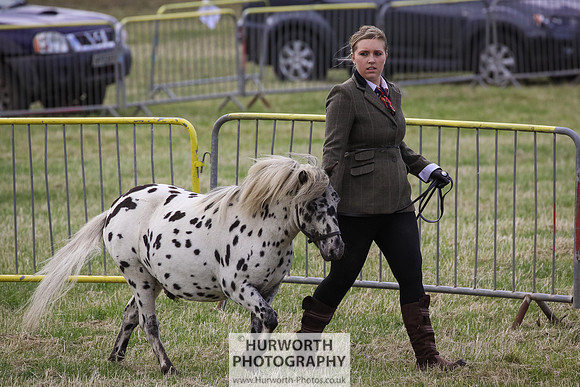 2015 Ossy Show -4
