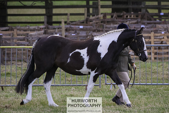 2015 Ossy Show -20