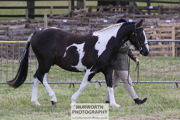 2015 Ossy Show -21