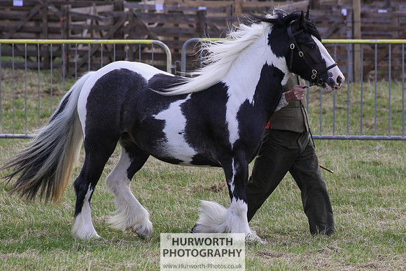 2015 Ossy Show -22