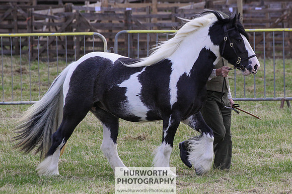 2015 Ossy Show -23