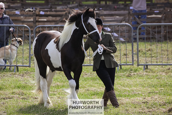 2015 Ossy Show -30