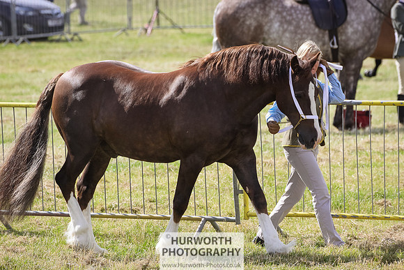 2015 Ossy Show -35