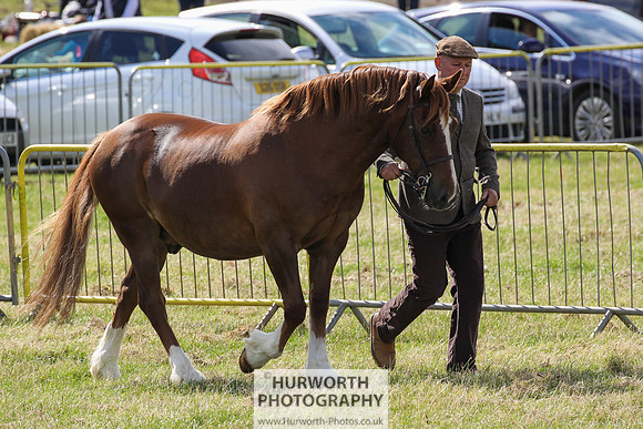 2015 Ossy Show -41