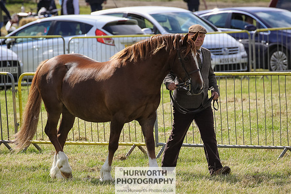 2015 Ossy Show -40
