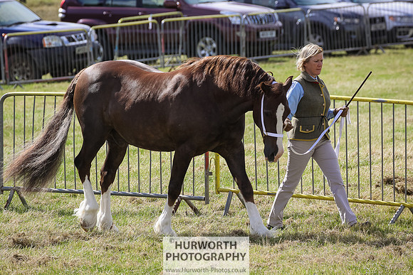 2015 Ossy Show -43