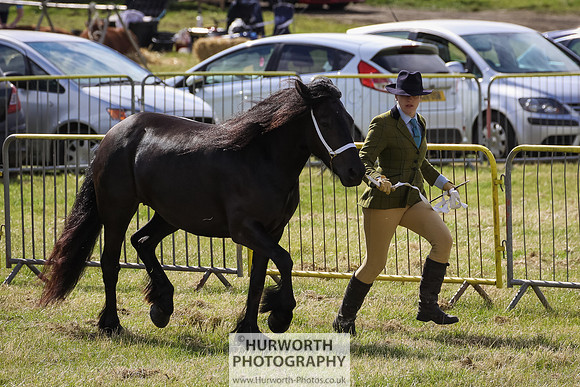 2015 Ossy Show -44