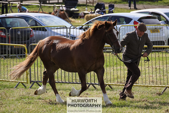 2015 Ossy Show -49