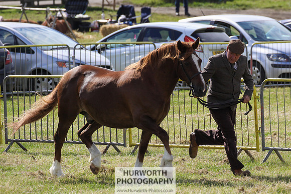 2015 Ossy Show -50