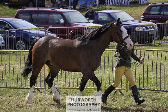 2015 Ossy Show -52